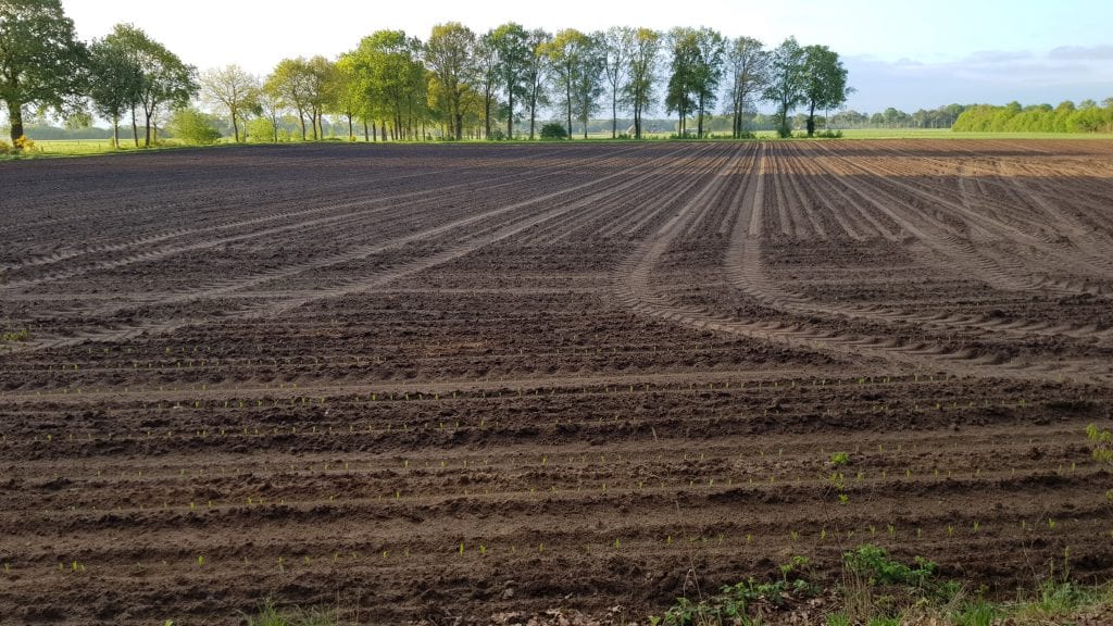 190428_opkomende_mais