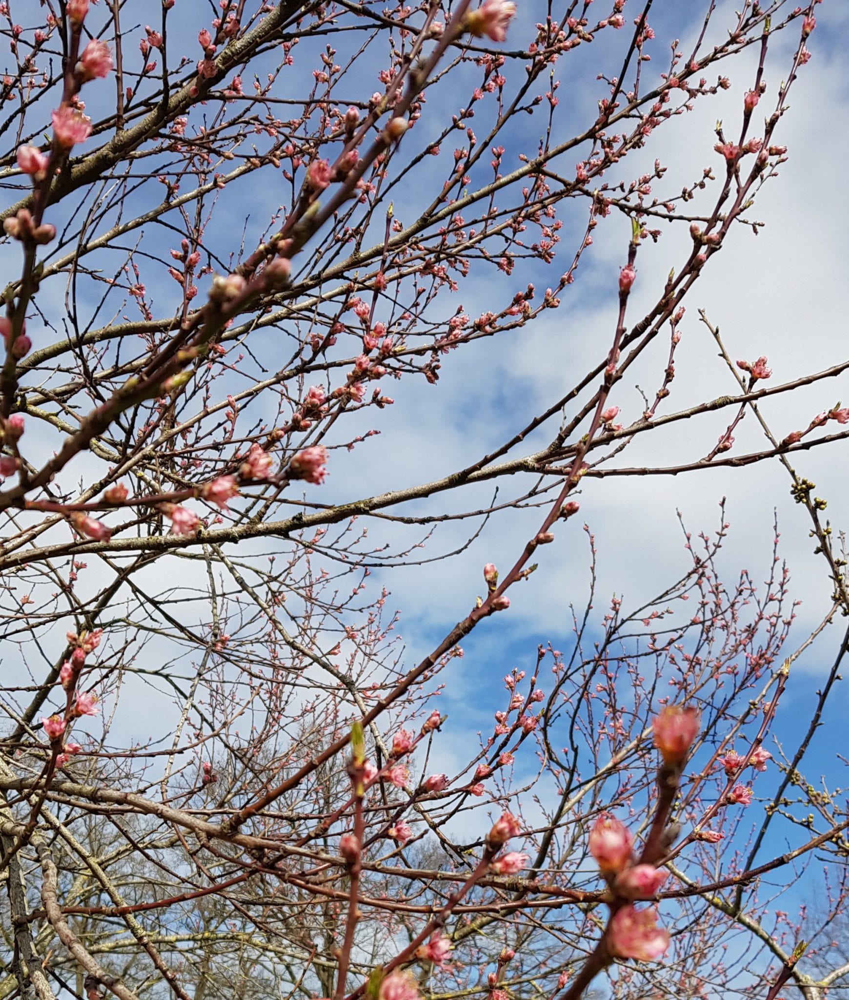 19-03-24_bloesem