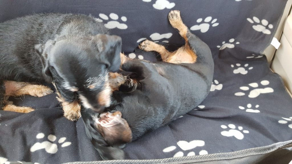 190405_hondenhangmat