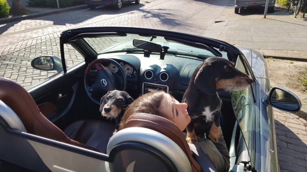 190411_hondjes_in_cabrio