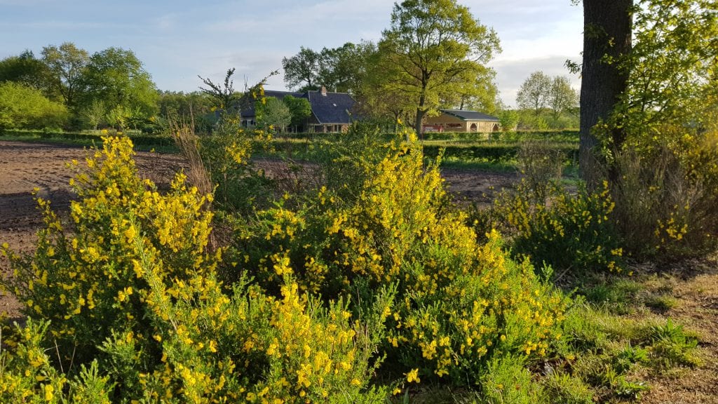 190428_bloeiende_brem