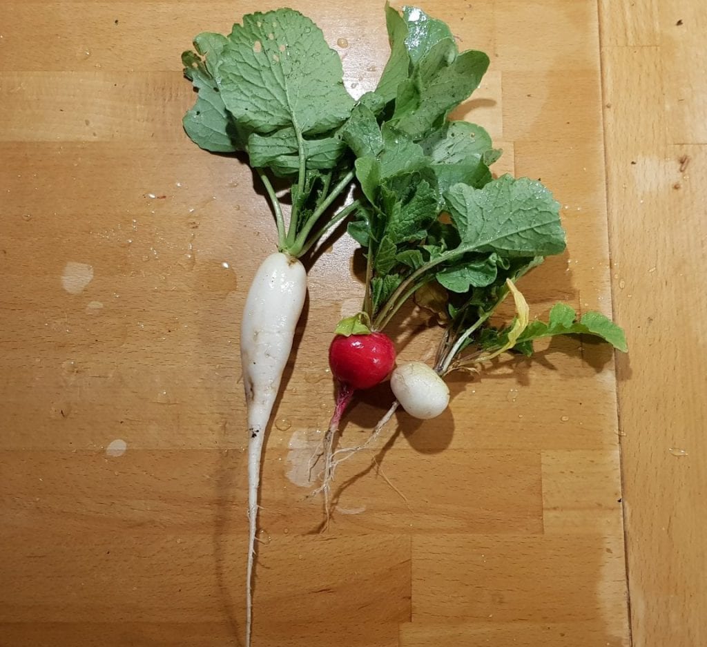 190509_radijs_oogst