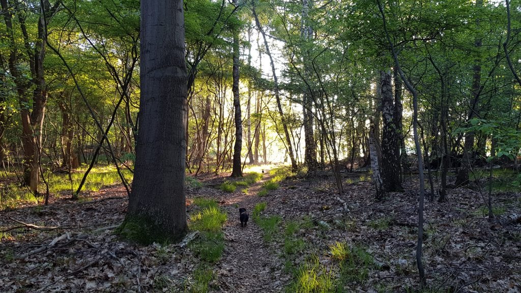 190512_boswandeling
