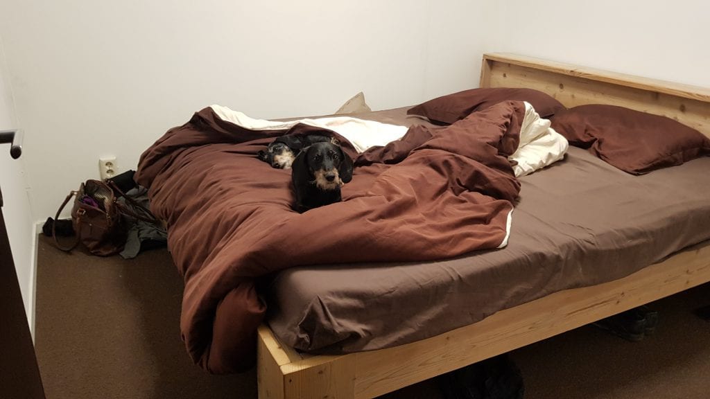 190528_hondjes_bed