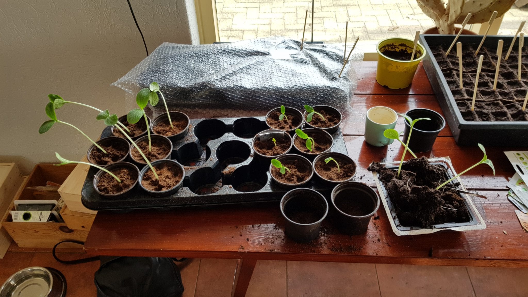 pompoenplantjes